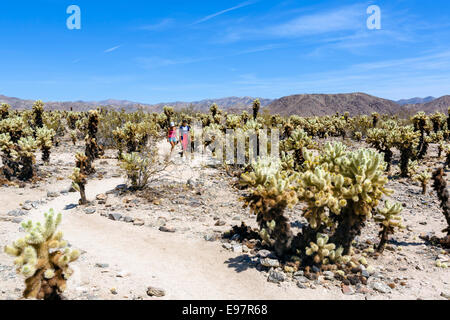 Couple on the loop trail in the Cholla Cactus Garden, Joshua Tree National Park, Southern California, USA Stock Photo
