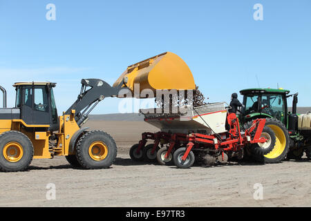 Farm hands loading potato seed into a hopper in preparation for planting Stock Photo