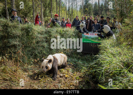 China released two-year old, captive born Giant panda named Zhang Xiang – a name which aptly means hope – into the wild, Novembe Stock Photo