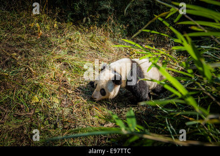 China released two-year old, captive born Giant panda named Zhang Xiang – a name which aptly means hope – into the wild, Novembe Stock Photo