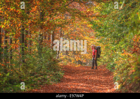 orange forest on autumn season Stock Photo