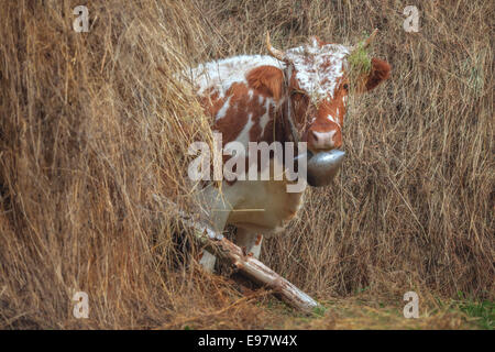 funny cow in hay closeup Stock Photo - Alamy