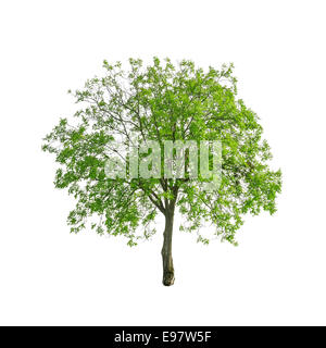 Green tree isolated on the white background Stock Photo - Alamy