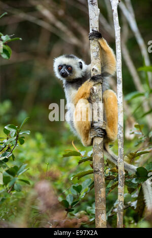 Lemur,Diademed sifaka,Propithecus diadema,Vakôna Forest Lodge, Andasibe, Madagascar Stock Photo