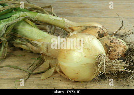 three home grown organic onions on a rustic wooden board Stock Photo