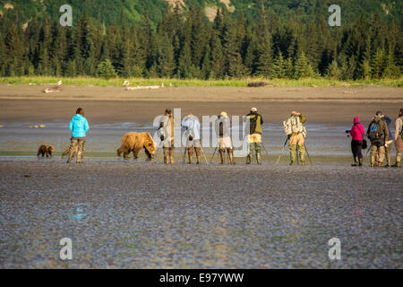 Grizzly Bear Sow with two Spring Cubs, Ursus arctos, walking past apparently oblivious photographers, Cook Inlet, Alaska, USA Stock Photo