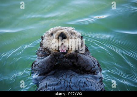 Cute Sea Otter, Enhydra lutris, lying back in the water and appearing to smile or laugh, Seldovia Harbor, Alaska, USA