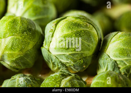 Raw Green Organic Brussel Sprouts on the Stalk Stock Photo