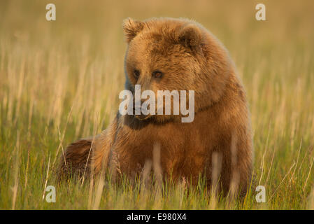 An  Alaska Brown bear sow sitting in a sedge grass field.  Lake Clark National Park, Alaska