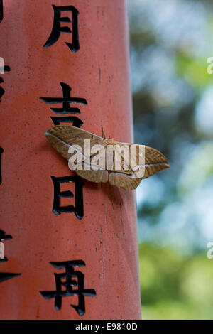 A Japanese Silk Moth rests at the Fushimi Inari Shrine. Stock Photo