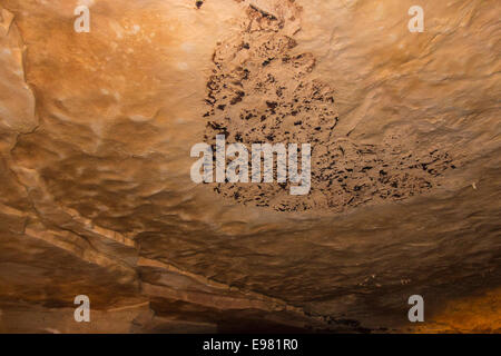 Bat Guano on ceiling at Natural Bridge Caverns in Central Texas near San Antonio. Stock Photo