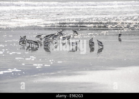 High-key image 20-25 Sandpiper birds reflected in feeding in ocean surf. Sunlight reflecting off ocean surface in background. Stock Photo