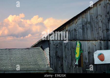 A partial view barn connecting roof. On side barn visible there is humorous sign cutout corn made up as happy person. Next to Stock Photo