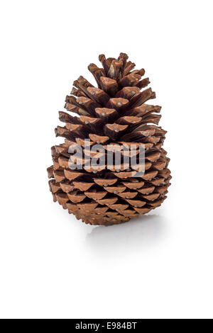 fir cone isolated on white background with light reflection Stock Photo