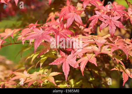 Acer palmatum 'Deshojo' leaves in Autumn. Stock Photo