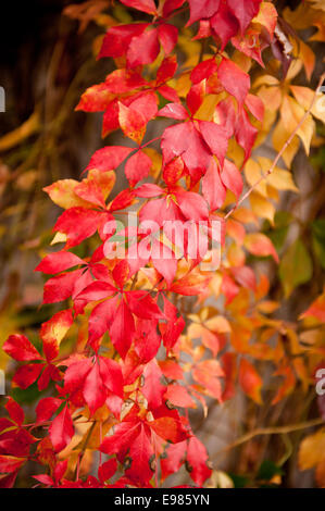 Vitaceae family red plant Parthenocissus quinquefolia vine Stock Photo