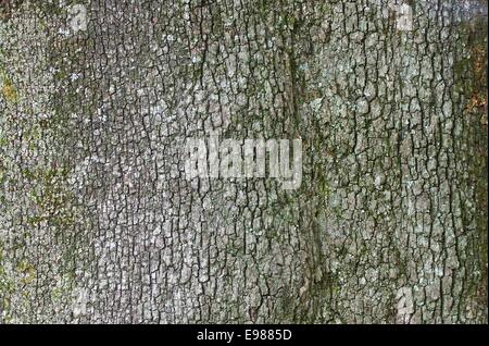 Steineiche Rinde - holm oak bark 01 Stock Photo