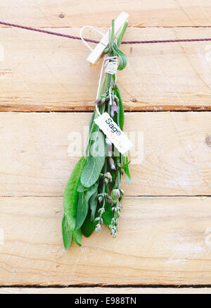 Bunch of fresh sage with a name tag suspended from a wooden clothespeg against rustic planks Stock Photo