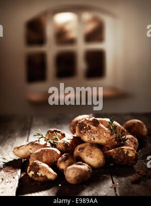 Pile of freshly dug potatoes still covered in soil on a rustic wooden kitchen table with sprigs of fresh rosemary Stock Photo