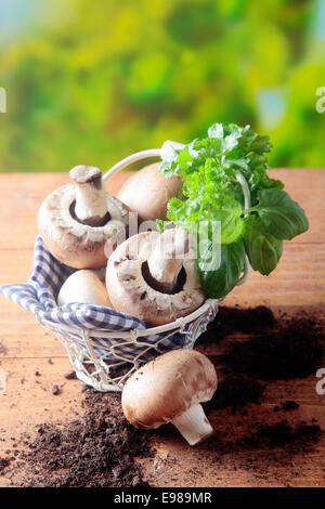 Fresh cultivated mushrooms in a basket with a bouquet garni of fresh herbs standing on a rustic wooden table in the sunshine Stock Photo