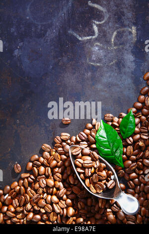 Pile of scattered freshly roasted coffee beans on an old slate chalkboard with scribblings and copyspace with a metal scoop for Stock Photo