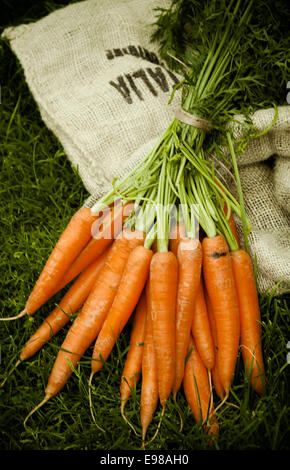 Bunch of just harvested fresh carrots on a sack and grass in the garden, shot from high angle Stock Photo