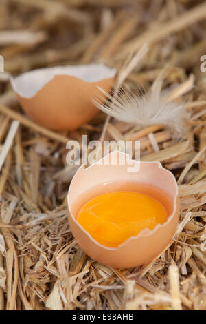 Bright colourful yellow egg yolk in a broken eggshell standing in a bed of fresh clean straw on a farm Stock Photo