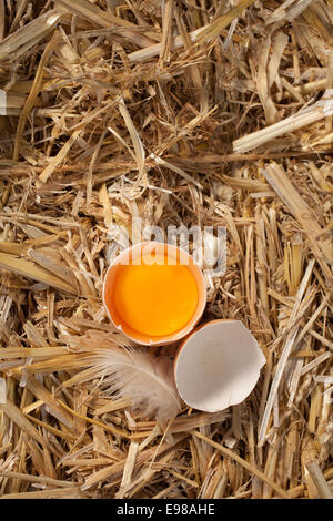 Overhead view of a cracked open hens egg revealing the yellow yolk standing on a bed of fresh clean straw with a feather and copyspace Stock Photo