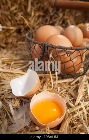 Broken open fresh farm egg with the yellow yolk in one half of the shell on a bed of fresh straw with a wire basket of eggs in the background Stock Photo