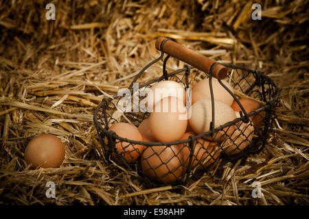 Horizontal close-up of fresh brown chicken eggs in a metallic basket with wooden handle on straw Stock Photo