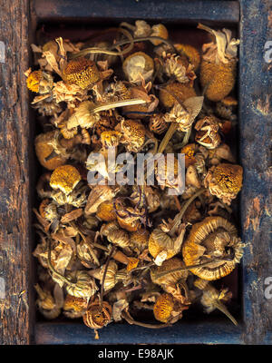 Overhead view of dried camomile flowers, a medicinal herb used to aid insomnia commonly made into a tea or infusion Stock Photo