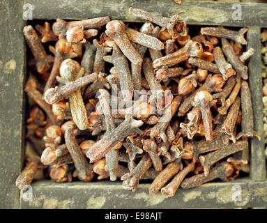Overhead closeup view of dried cloves, the aromatic dried flower buds of a tree in the family Myrtaceae, used as a savoury seasoning and spice in cooking Stock Photo