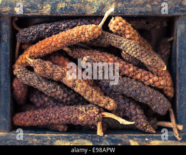 Long pepper, or Piper longum, is a hotter more pungent spice than black pepper used as a culinary spice and condiment Stock Photo