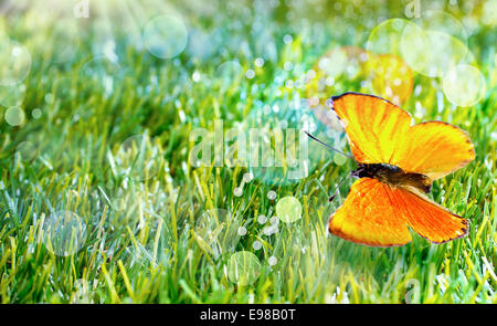 Pretty orange butterfly with its wings open on green grass sparkling with moisture and sun flare bokeh Stock Photo