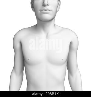 Illustration of male chest anatomy artwork Stock Photo