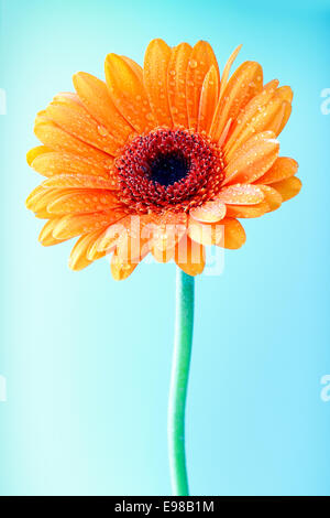 Single colourful ornamental orange gerbera daisy with dew or raindrops glistening on the petals against a blue background Stock Photo