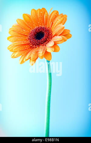 Bright colourful orange Gerbera daisy with water droplets from dew or rain covering the petals against a clear blue sky Stock Photo