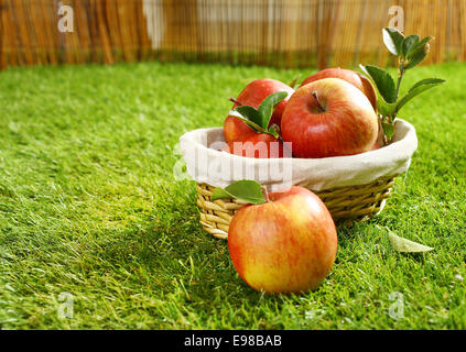 Wicker basket full of freshly picked apples lying on green grass in the garden with a single apple in the foreground on the lawn Stock Photo