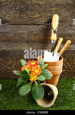 Pretty orange potted flowers, clay flowerpots and gardening tools standing on a green lawn in front of a rustic wooden wall with timber planks and woodgrain pattern Stock Photo