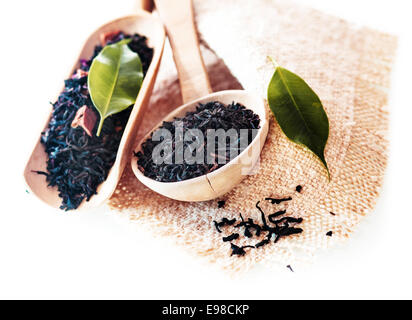 Fresh loose dried shredded organic tea leaves in rustic wooden spoons or scoops with fresh green leaves from the tea bush on hessian for a healthy alternative drink Stock Photo