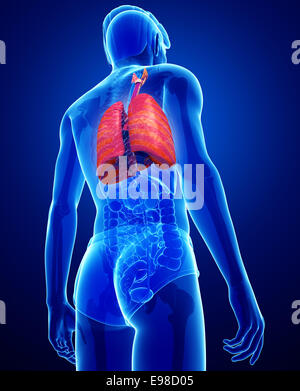 Illustration of male lungs anatomy Stock Photo