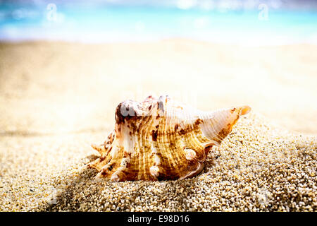 Seashell washed up by the tides lying on beach sand with an ocean backdrop and shallow dof Stock Photo