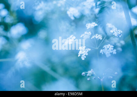 Soft blue spring background with inflorescences of delicate white wildflowers for a dreamy ethereal nature backdrop Stock Photo