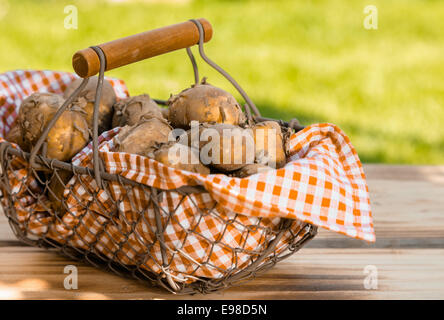 Rustic wire mesh basket, lined with checkered fabric and containing a fresh summer crop of new potatoes, placed on an outside wood table with lawn in the background Stock Photo