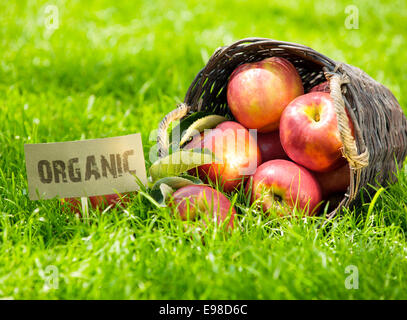 Freshly harvested red organic apples in a wicker basket displayed on its side in green grass at a farmers market with an Organic label alongside Stock Photo