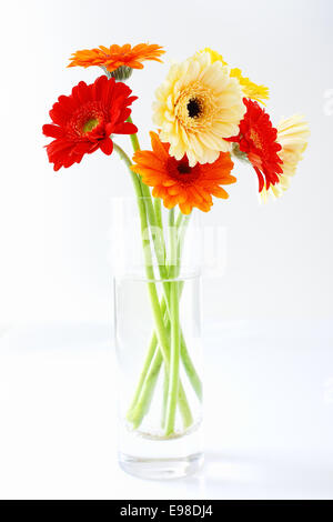 Arrangement of colourful gerbera daisies in a clear glass vase in shades of red, yellow and orange on a white studio background Stock Photo