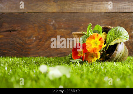 Upended flower pot with colourful orange flowers lying on its side on a neatly trimmed green lawn against a wooden wall Stock Photo