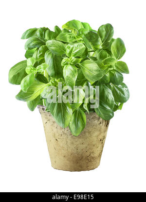 Fresh basil leaves in an old grunge flowerpot used as a seasoning, flavouring and garnish in cooking, isolated on white Stock Photo