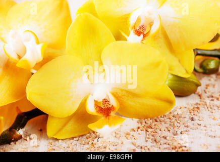 Background close up of beautiful yellow phalaenopsis orchids, a popular cultivated hothouse and houseplant symbolic of luxury, love and spa treatments Stock Photo