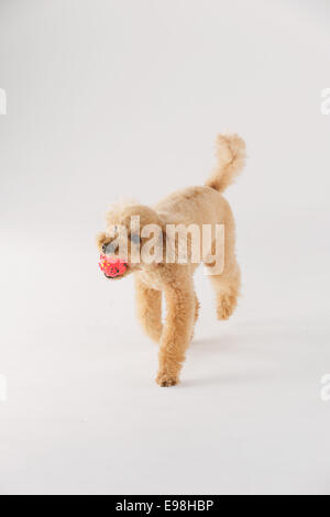 Cute red toy poodle walking on the grass outdoor Stock Photo - Alamy